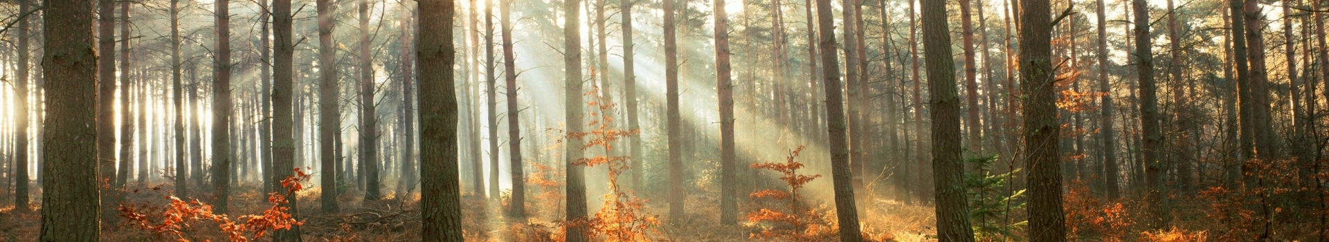 jesienny las i promienie słońca