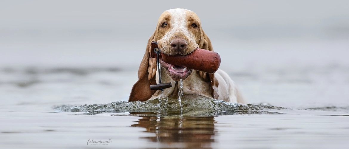 pies w wodzie